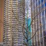 Collection Urban Trees