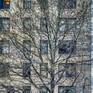 Collection Urban Trees