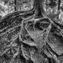 Collection Black and White Photography