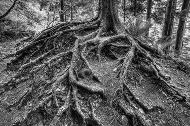 Original Documentary Tree Photography by Timothy McGuire