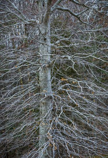Original Fine Art Tree Photography by Timothy McGuire
