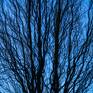 Collection Blue Sky Tree Forms