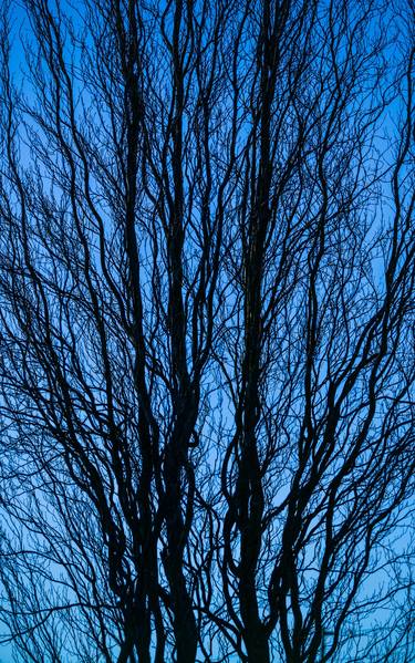 Tree Forms Blue 001 - Limited Edition of 20 thumb