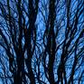 Collection Blue Sky Tree Forms