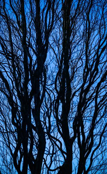 Tree Forms Blue 002 - Limited Edition of 25 thumb