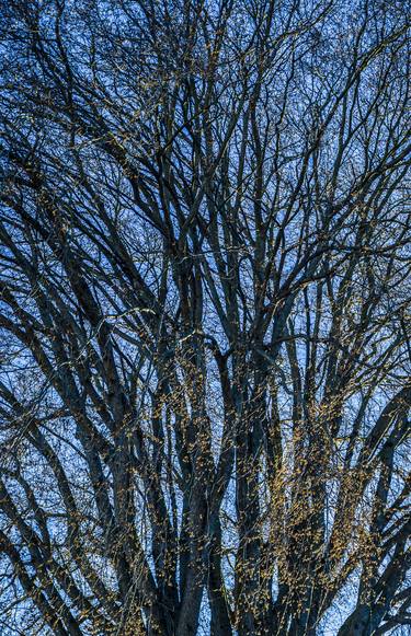 Original Documentary Tree Photography by Timothy McGuire