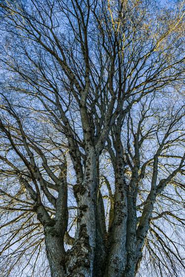 Original Tree Photography by Timothy McGuire