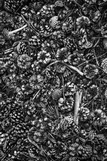 Pine Cones, Meditation (B&W) - Limited Edition of 15 thumb