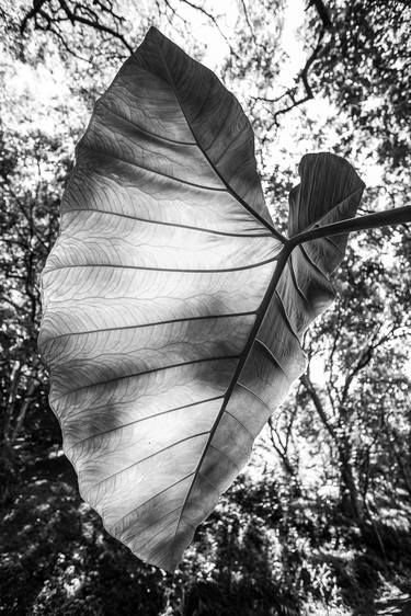 Taro Leaf (B&W) - Limited Edition of 15 thumb