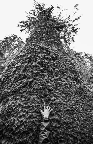 Spruce and Hand 02 (B&W) thumb