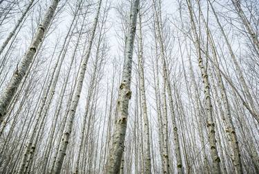 Original Documentary Tree Photography by Timothy McGuire
