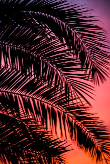 Original Documentary Tree Photography by Timothy Mcguire