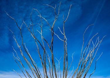 Ocotillo Blue Sky thumb