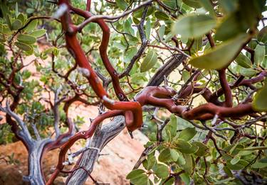 Inside The Manzanita thumb