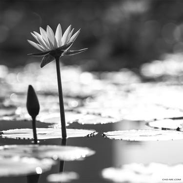 The Lotus Flower thumb