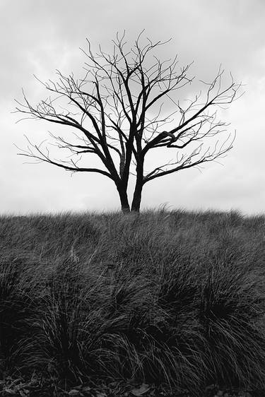 Leafless Tree thumb