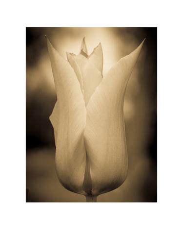 Tulip 1 ~ Signed, Limited Edition Print 1/15 thumb