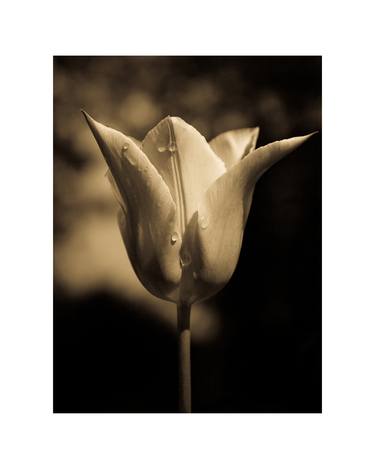 Tulip 2 ~ Signed, Limited Edition Print 1/15 thumb