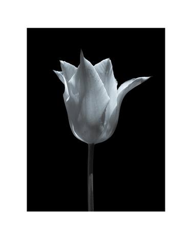 Tulip 3 ~ Signed, Limited Edition Print 1/15 thumb
