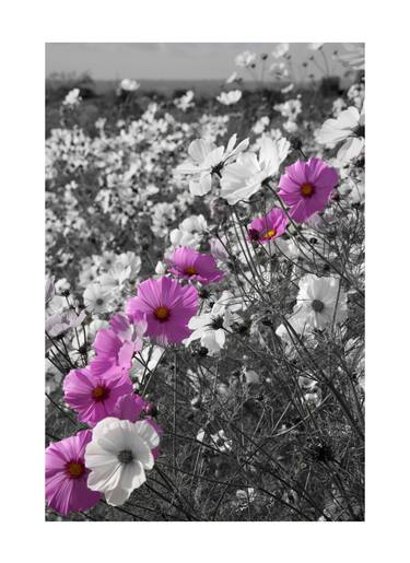 A Field of Pink and White Flower ~ Signed, Limited Edition 1/15 thumb