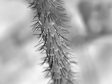 Print of Abstract Botanic Photography by Milan MKM