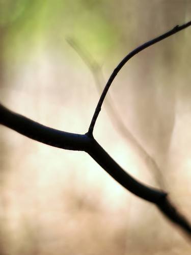 Print of Abstract Tree Photography by Milan MKM