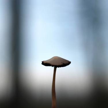 Mushroom thumb
