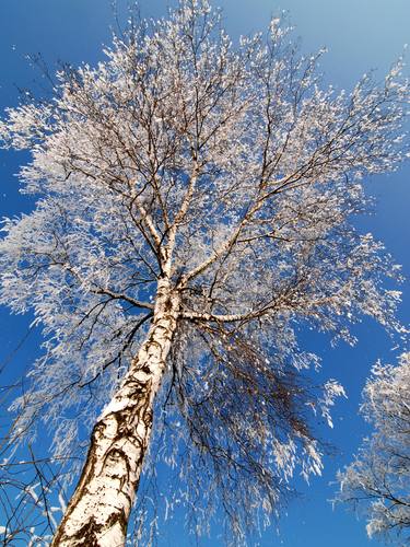 Print of Abstract Tree Photography by Milan MKM