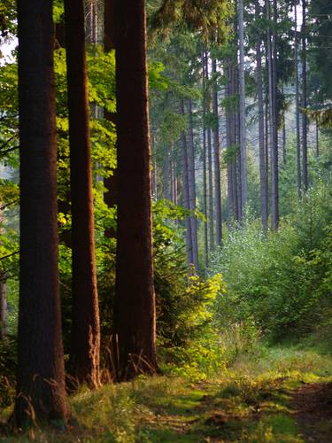 Print of Tree Photography by Milan MKM