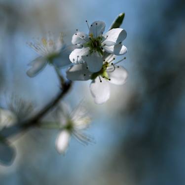 Print of Tree Photography by Milan MKM