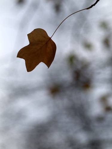 Print of Abstract Tree Photography by Milan MKM