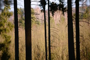 Print of Abstract Tree Photography by Milan Mkm