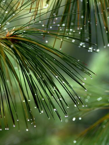 Pine after Rain thumb