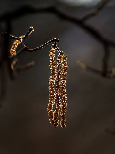 Catkins thumb