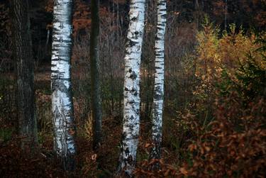 Print of Abstract Tree Photography by Milan MKM