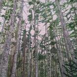 Up Through The Mighty Spruce by Harper Dangler