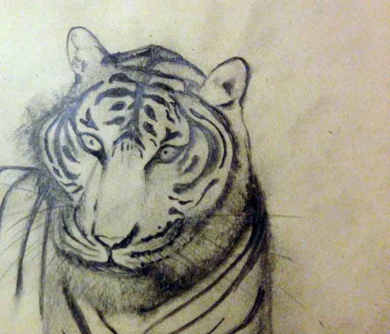 Indochinese Tiger (head), Limited Edition 1 of 50 Drawing by Simone ...