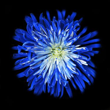 Blue Flower Burst thumb