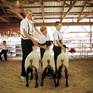 Collection Till the Cows Come Home: County Fair Portraits