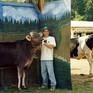 Collection Till the Cows Come Home: County Fair Portraits