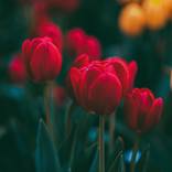 Collection Floral