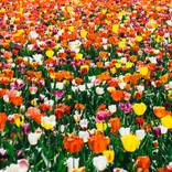 Collection Floral