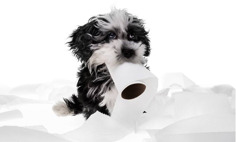 Original Documentary Dogs Photography by John Stuart