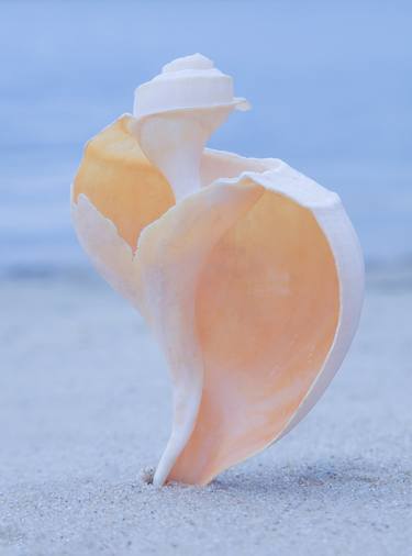 Print of Documentary Beach Photography by John Stuart