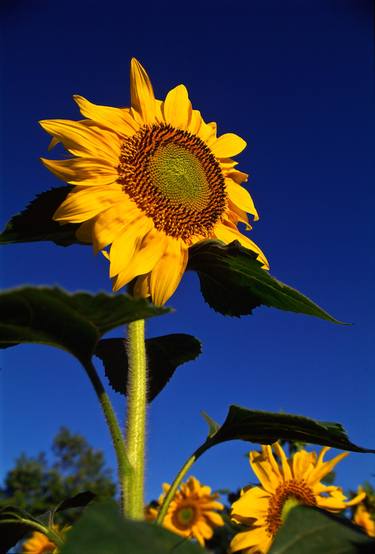 Sunflower #1 thumb