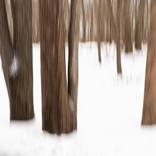 Winter Trees #2 by John Stuart