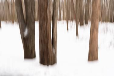 Original Abstract Tree Photography by John Stuart