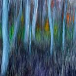 Autumn Trees #1 by John Stuart