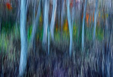 Original Abstract Tree Photography by John Stuart