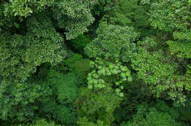 Forest Canopy, Costa Rica thumb